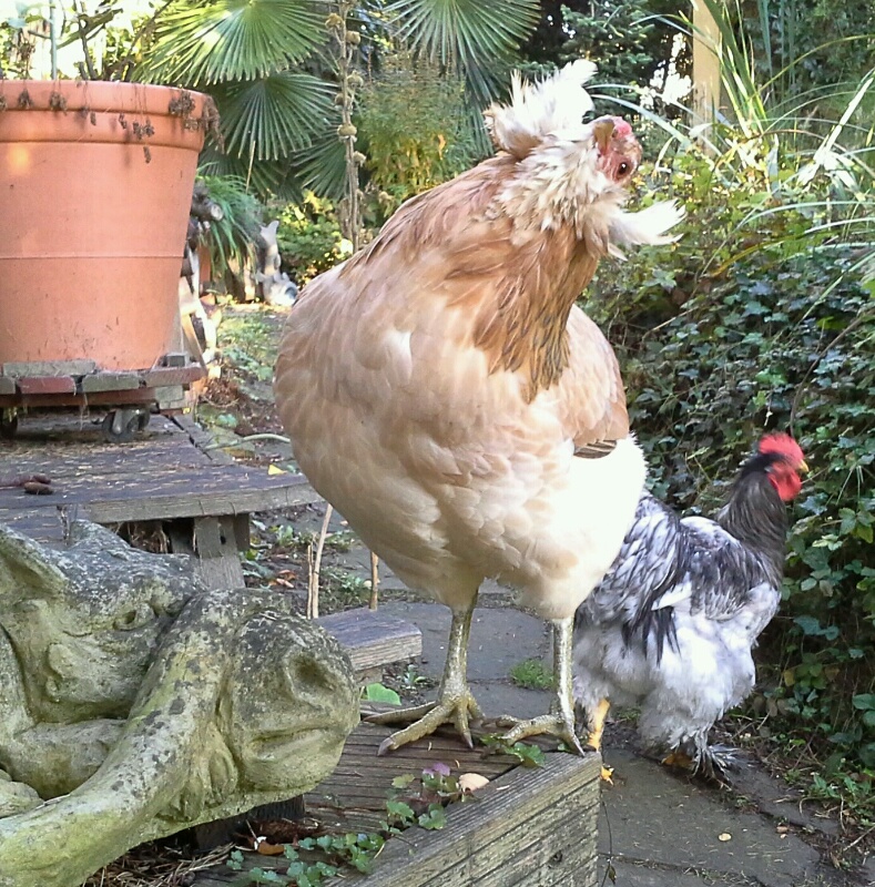 Chouppi sur la terrasse avec dragon