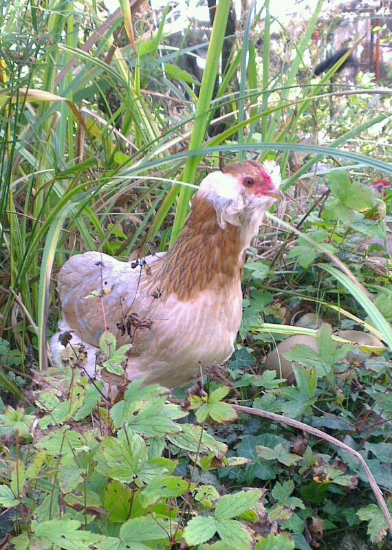 Chouppi sur le bord du bassin