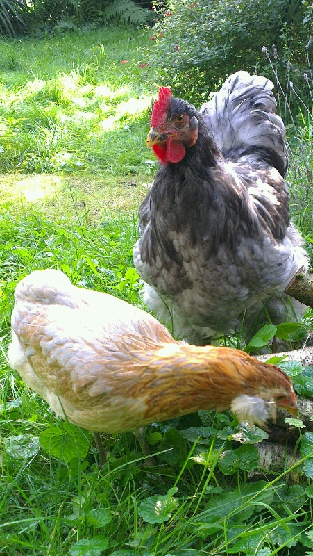 Coq cochin et poule araucana