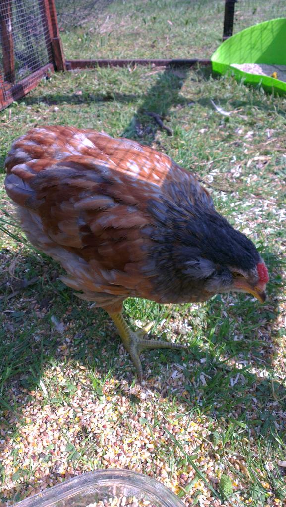 coquelet araucana doré-bleu