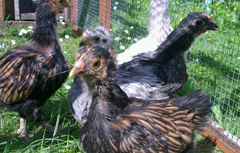 Groupe de poulets Orpis de 5 semaines