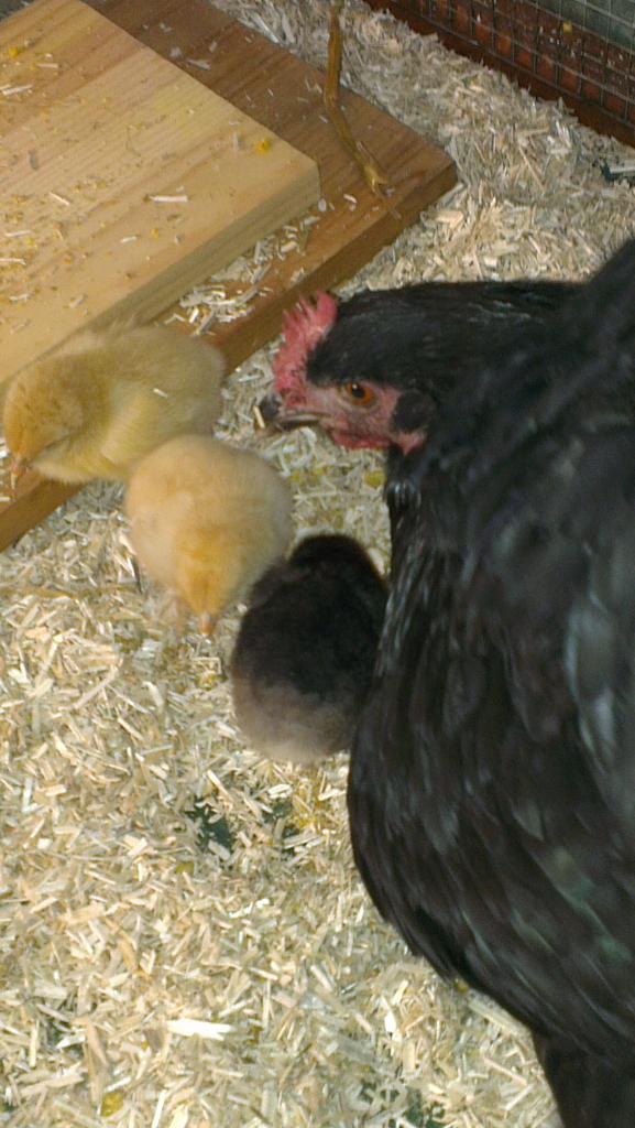 Poussins Orpington de quelques jours avec leur mère