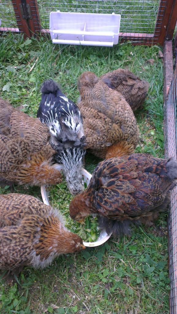 Poussins Cochin et Orpington autour du goûter