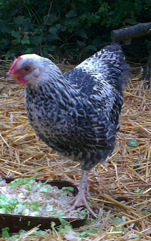 Atos, jeune coq orpington à 3 mois
