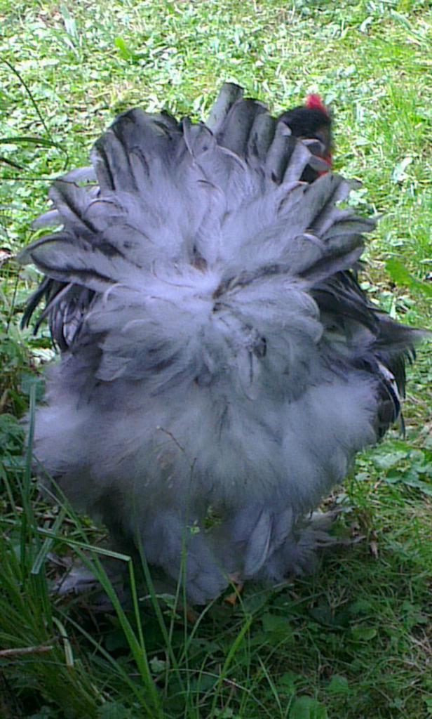 Patty, vent arrière