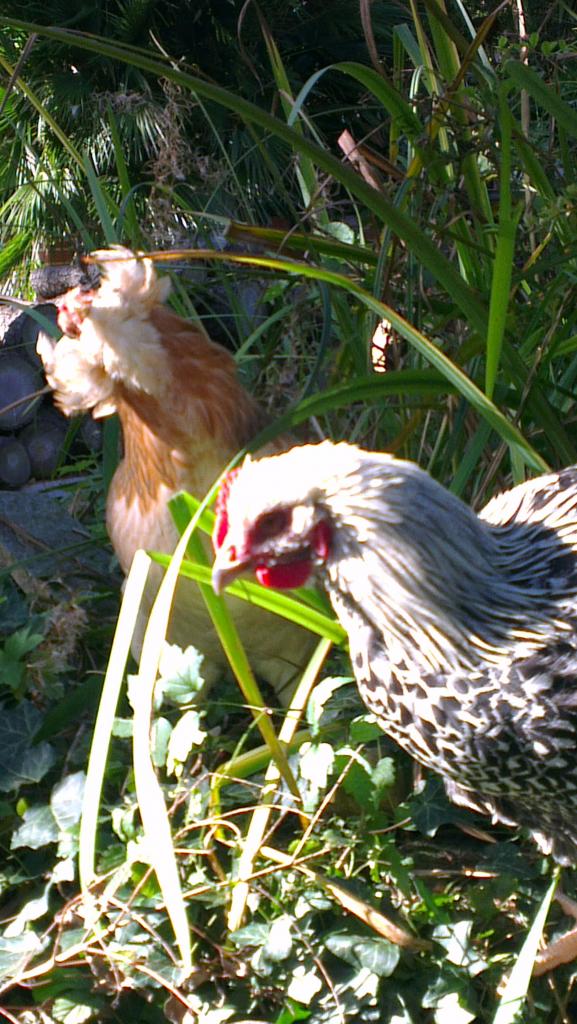 Atos, coq Orpington argenté,  avec Chouppi, poule Araucana