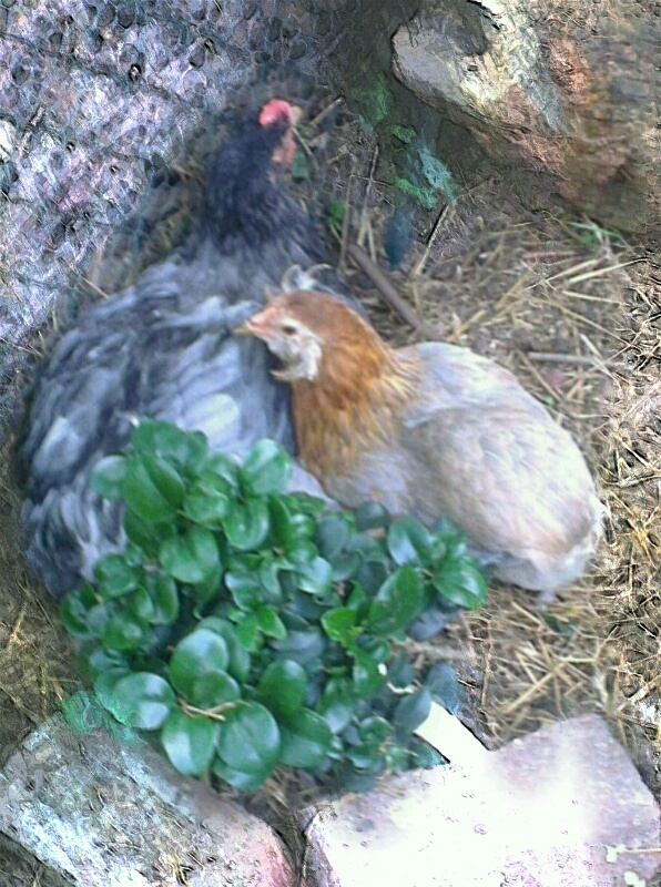 jeune araucana au repos avec coquelet cochin