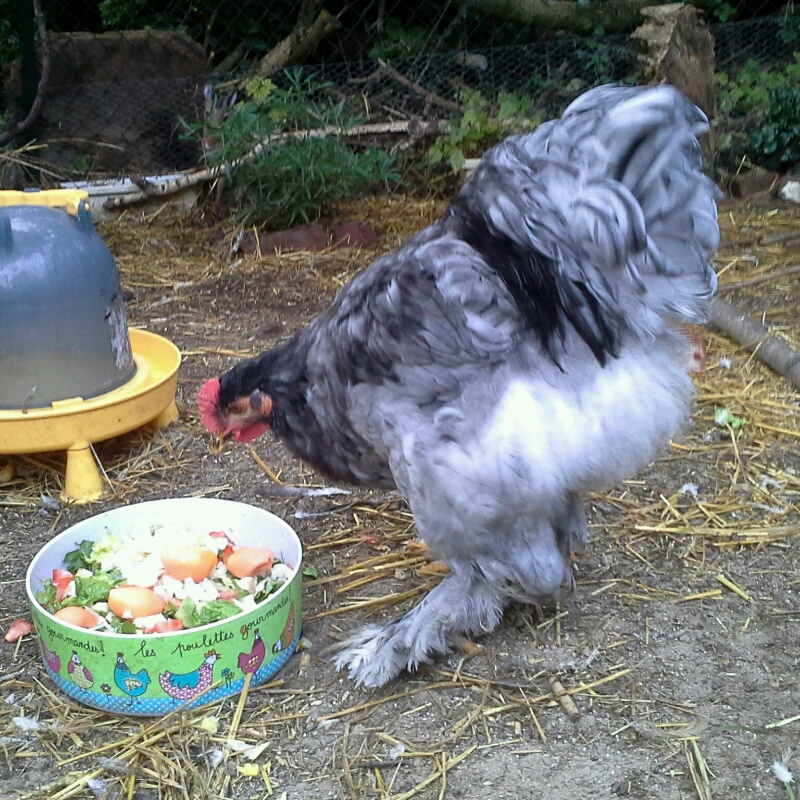 Jeune coq cochin bleu et plat de verdure