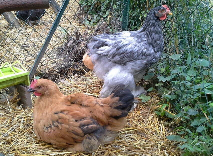 les coquelets orpi et cochin