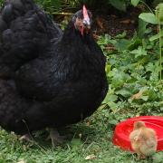 Mère poule-Zoé- Poule Orpington noire et son poussin Ofaln