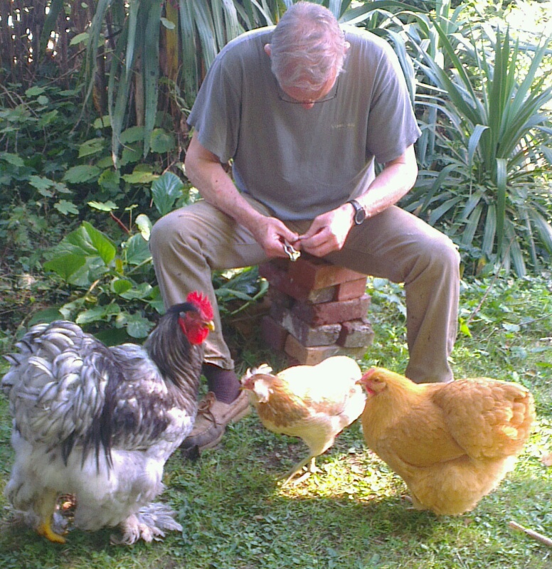 Jeune coq et poulettes venant manger des noisettes