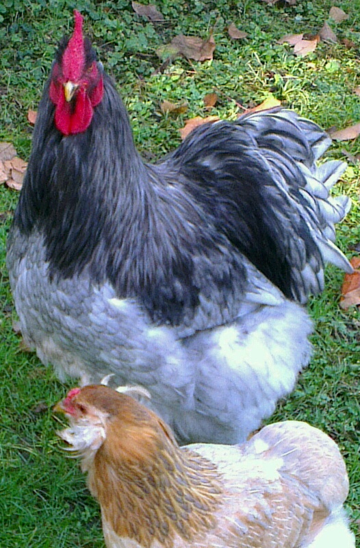 Patty et Chouppi à 7 mois et demi