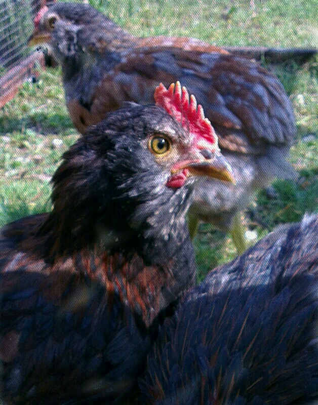 Portrait de Riri araucana atypique