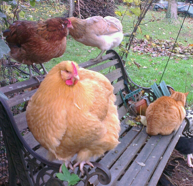 Poule Orpi et araucanas avec chatte sur banc