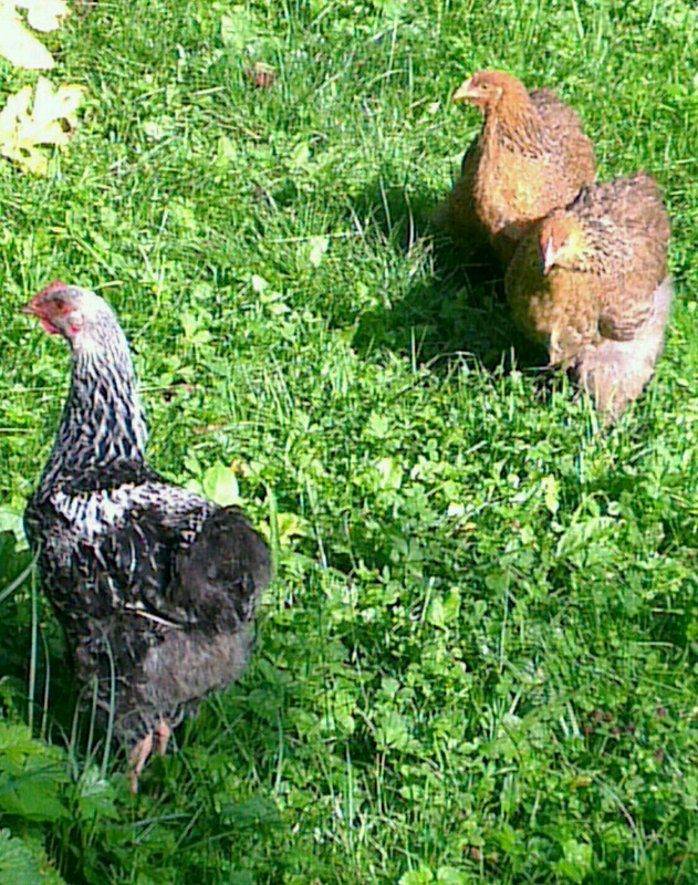 Poulettes cochin et coquelet orpington