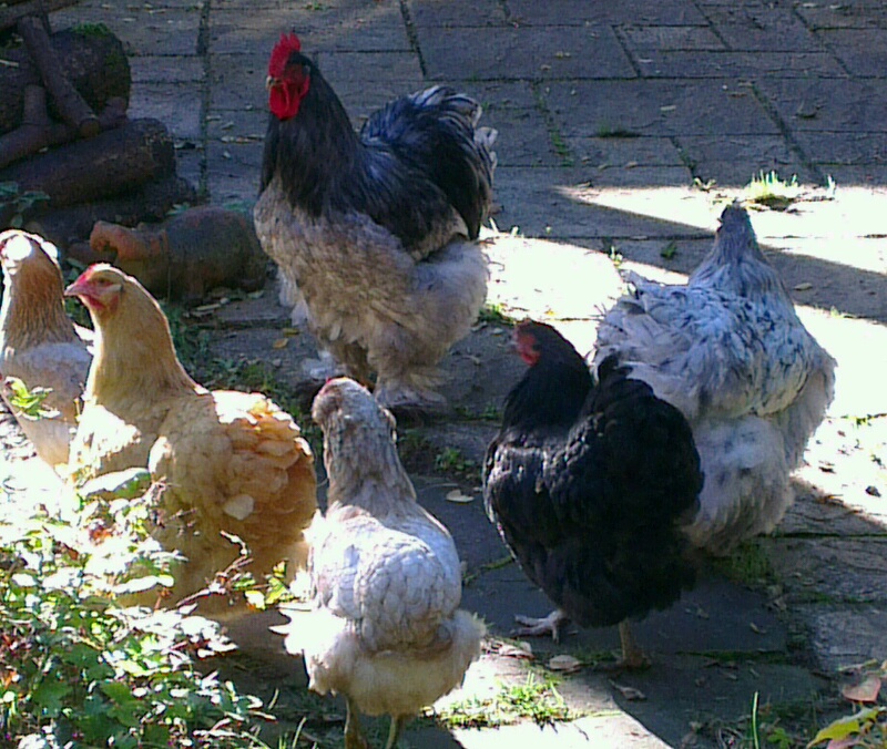 Petit groupe de poules refluant de la terrasse