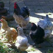 Petit groupe de poules refluant de la terrasse