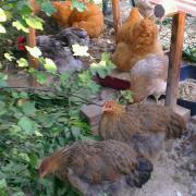 Regroupement des jeunes poules pour la toilette