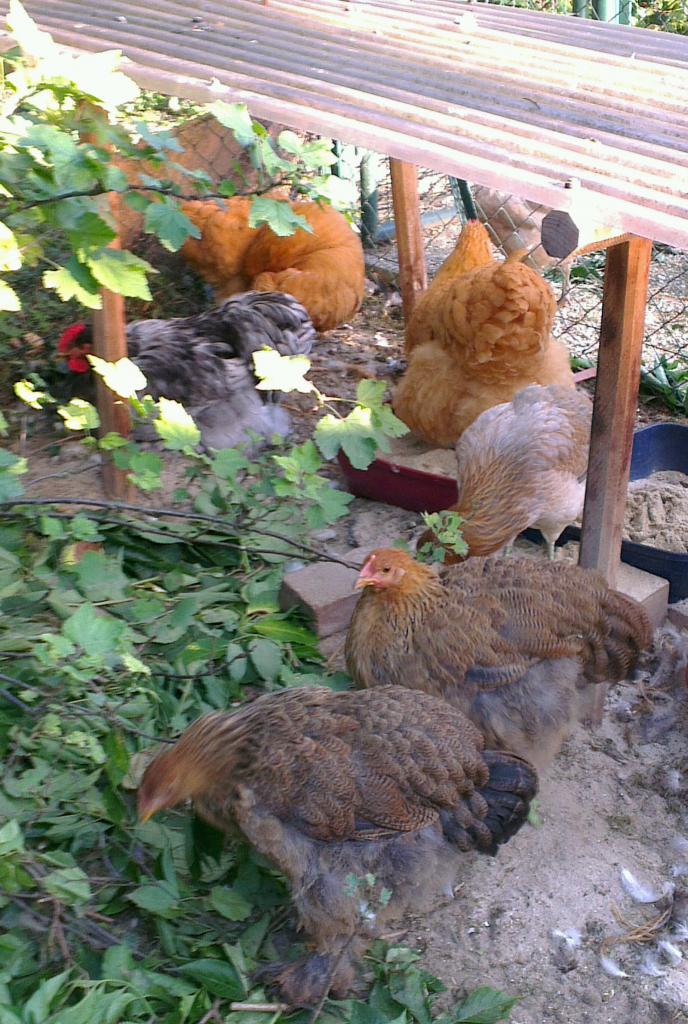 Poulettes Cochin devant les poules regroupées