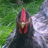 Tête de Patty, jeune coq Cochin bleu