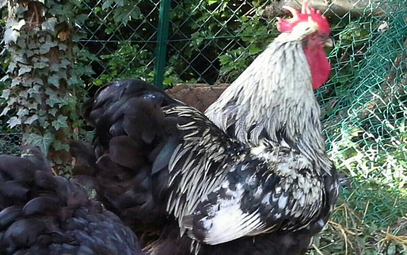 Théo coq orpington argenté