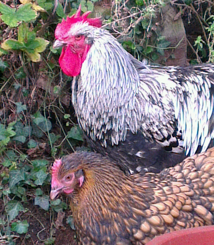 Portrait de Liserette, Odal, avec Théo,  coq Orpi argenté