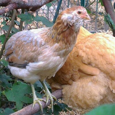 graciane en retraite avec ses poules : graciane.e-monsite.com