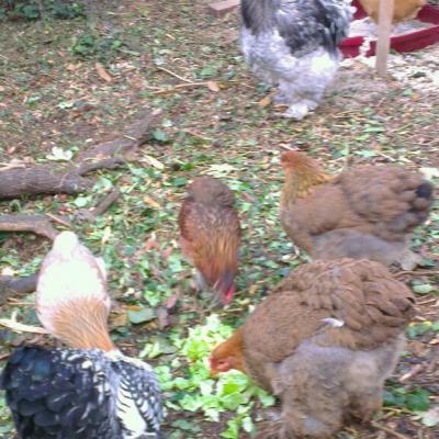 Graciane en retraite avec ses poules : graciane.e-monsite.com
