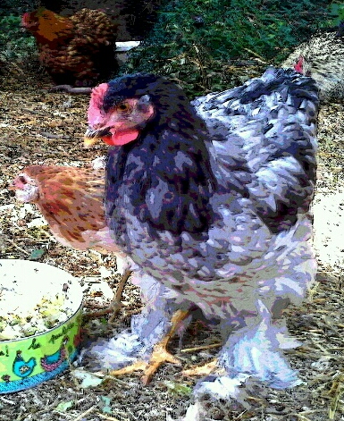 poules graciane                     graciane.e-monsite.com