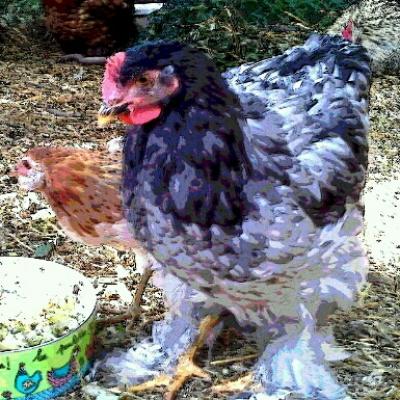 poules graciane                     graciane.e-monsite.com