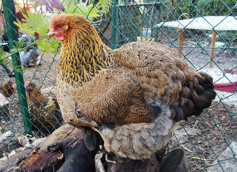 Graciane en retraite avec ses poules : graciane.e-monsite.com