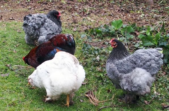 01012016 groupe devant patachou