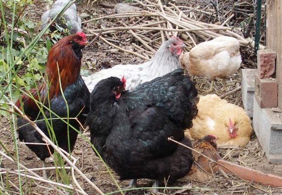 01012016 queue au pouillage 1