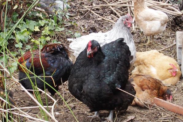 01012016 queue au pouillage