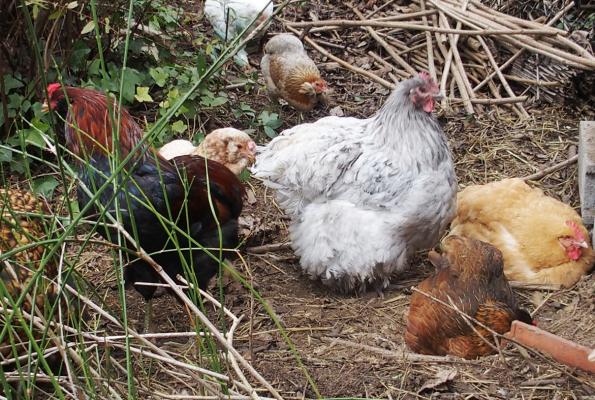 01012016 queue pour le nid de poule