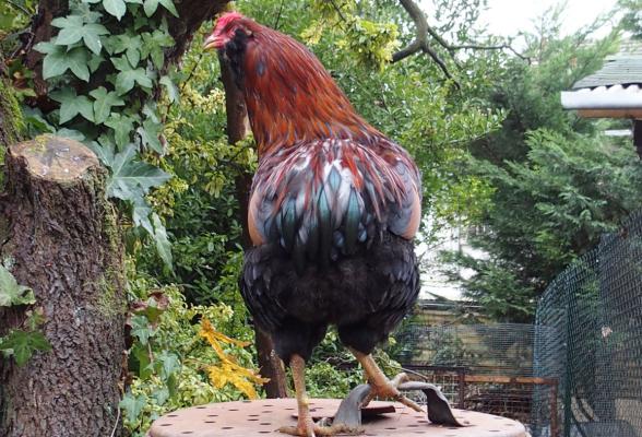 01012016 tac coa araucana perche 2