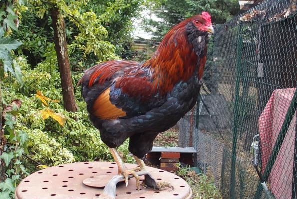 01012016 tac coq araucana perche 1