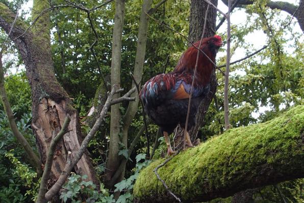 01012016 tac coq araucana perche dans un arbre