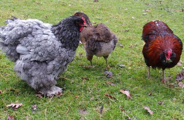 01012016 tac faisant sa cour a patachou