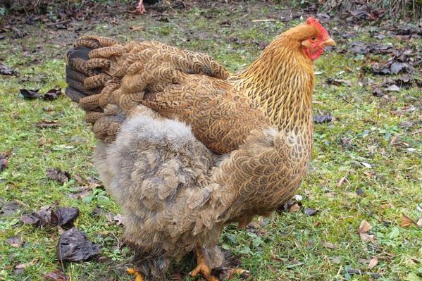 01022015 cochin perdrix pmd dans le jardin