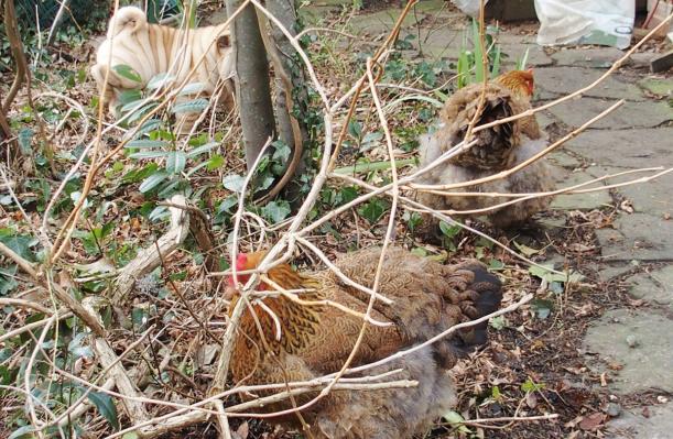 01022015 cohabitation cochins et chiot