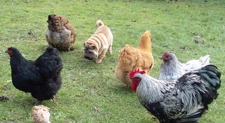 01022015 cohabitation poules coq et chien