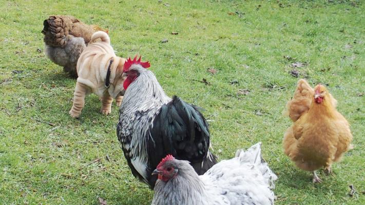 01022015 cohabitation poules et chien