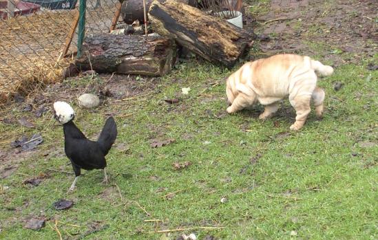 01022015 koala coincee