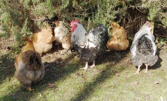 01022015 regroupt pres du romarin 1