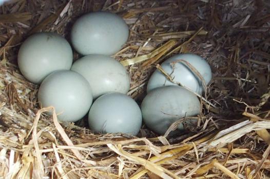 01042015 oeufs couves par zoe orpi