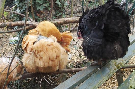 01042015 zoe fait sa toilette 1