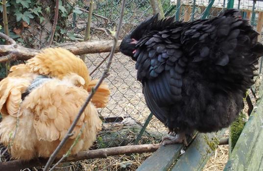 01042015 zoe fait sa toilette 2