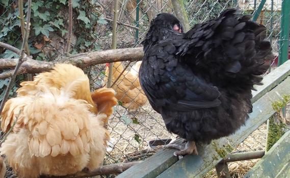 01042015 zoe fait sa toilette