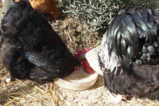 01042015 zoe mange avec theo 1